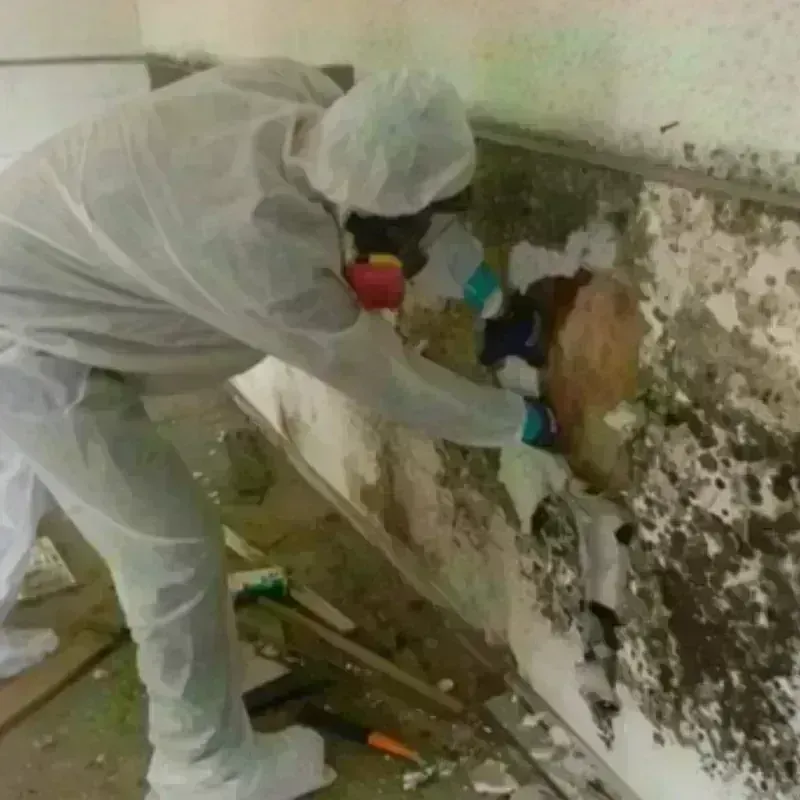 Mold Remediation and Removal in Winterport, ME